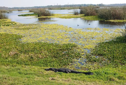 APWA Orlando Wetlands Park Tour